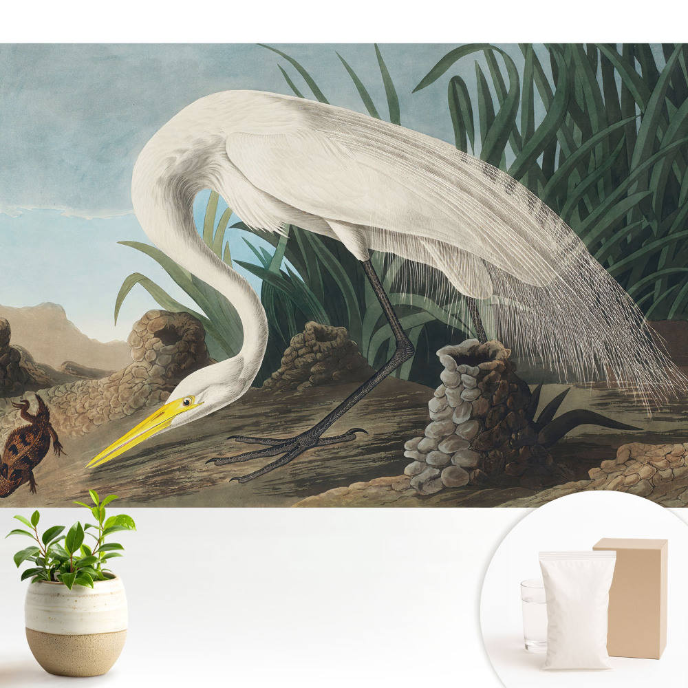 Un stârc în iarbă