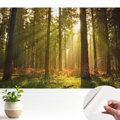 Pădure însorită dimineața