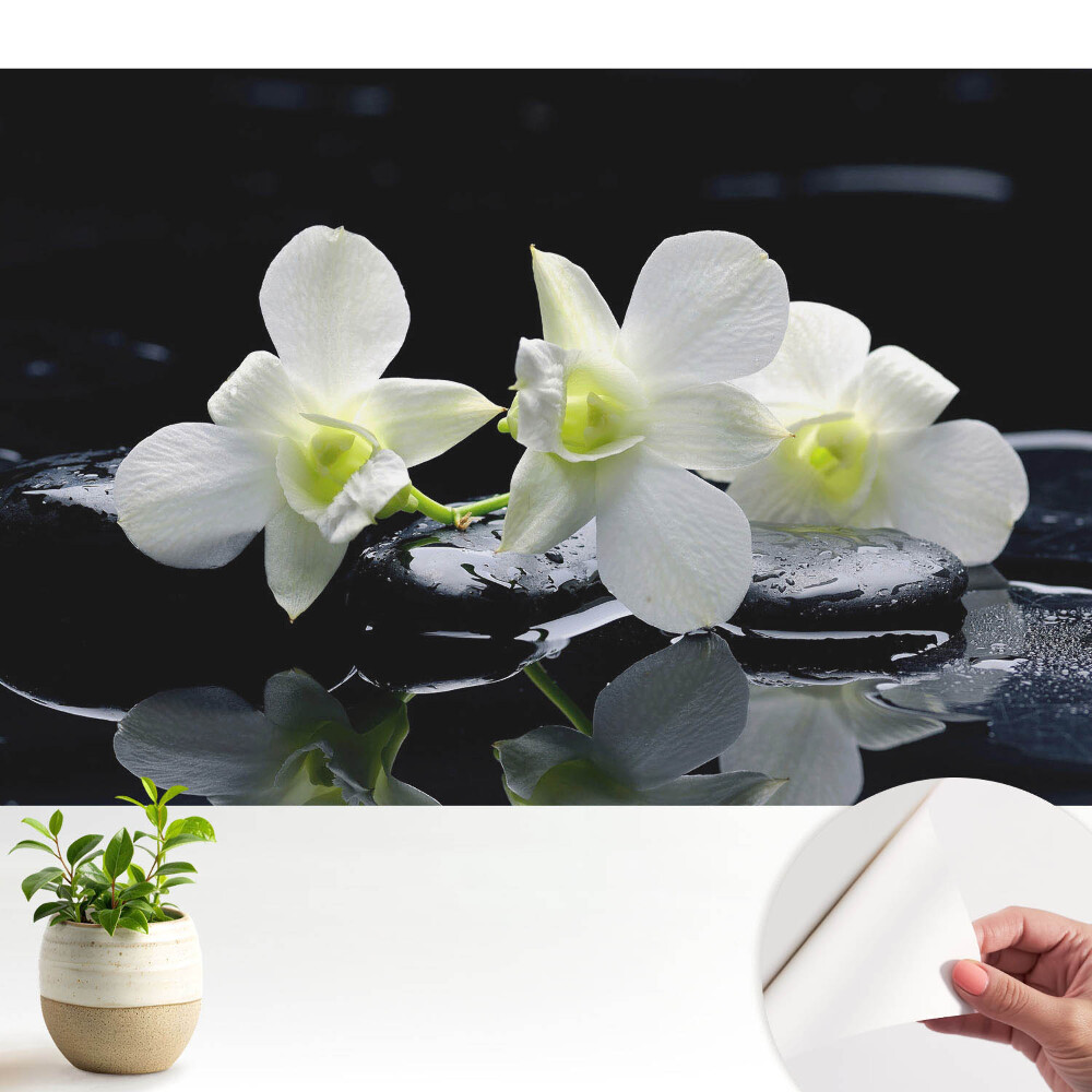 Orhidee albe pe pietre.