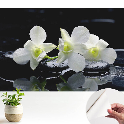 Orhidee albe pe pietre.