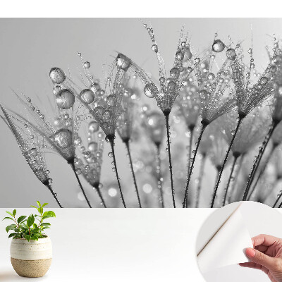 Picături pe semințe de păpădie