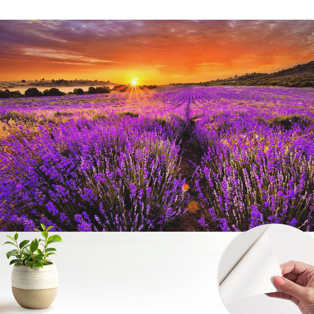 Apus de soare pe câmpurile de lavandă