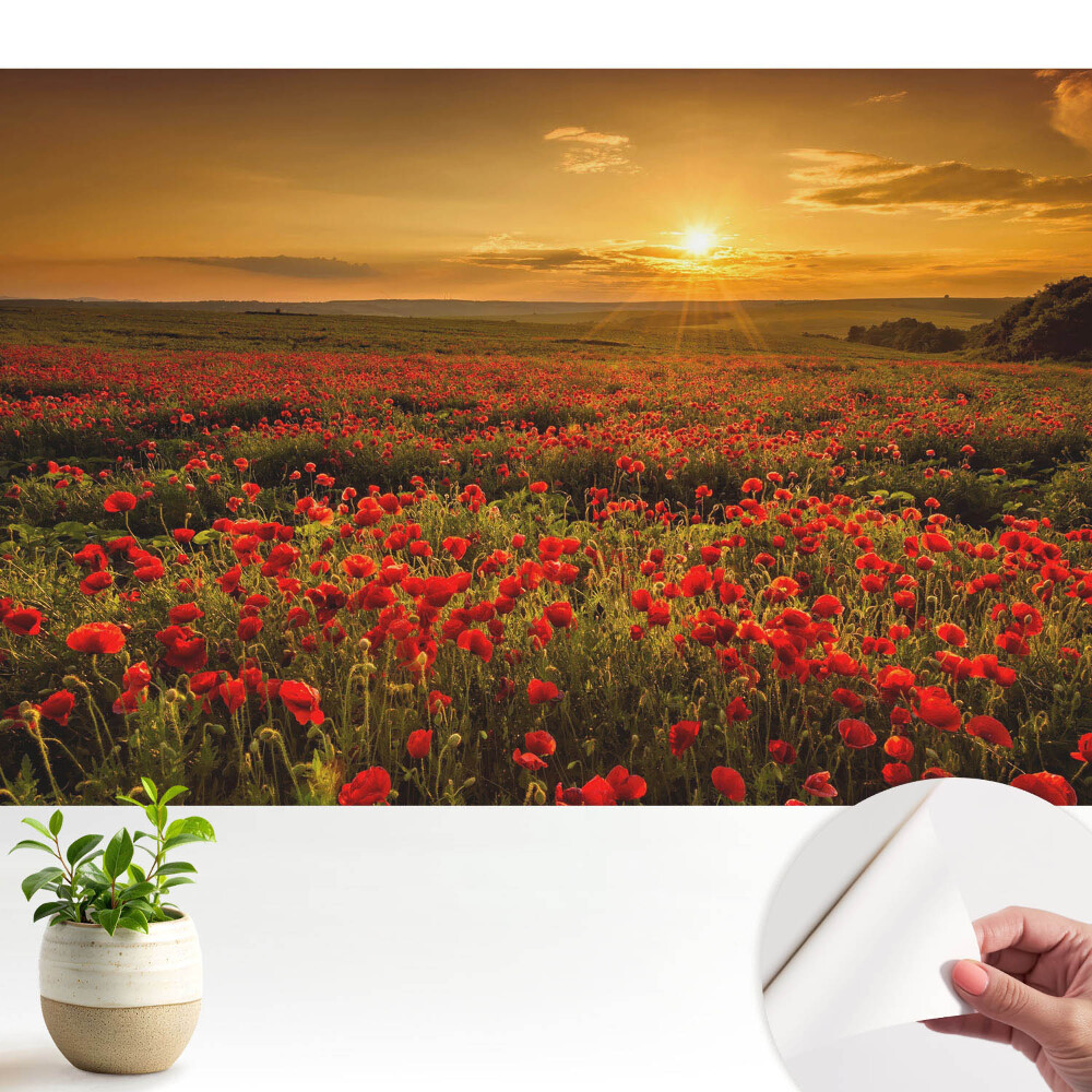 Apus de soare într-un câmp de maci