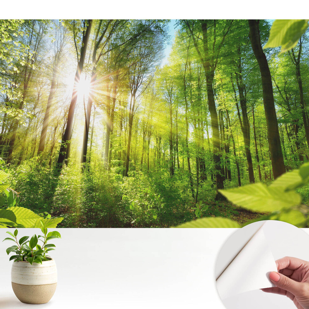 Energia luminii solare din peisajul forestier.