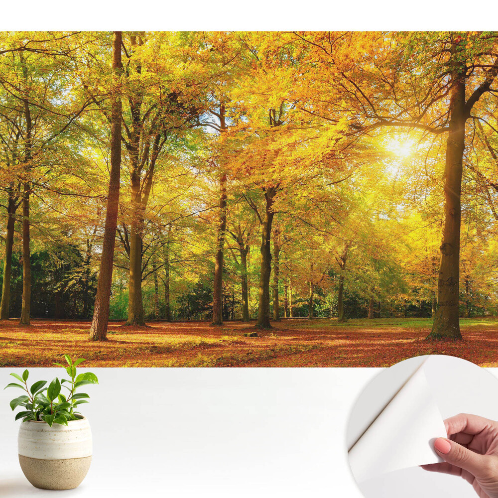 Panoramă de toamnă a pădurii pline de frunze colorate