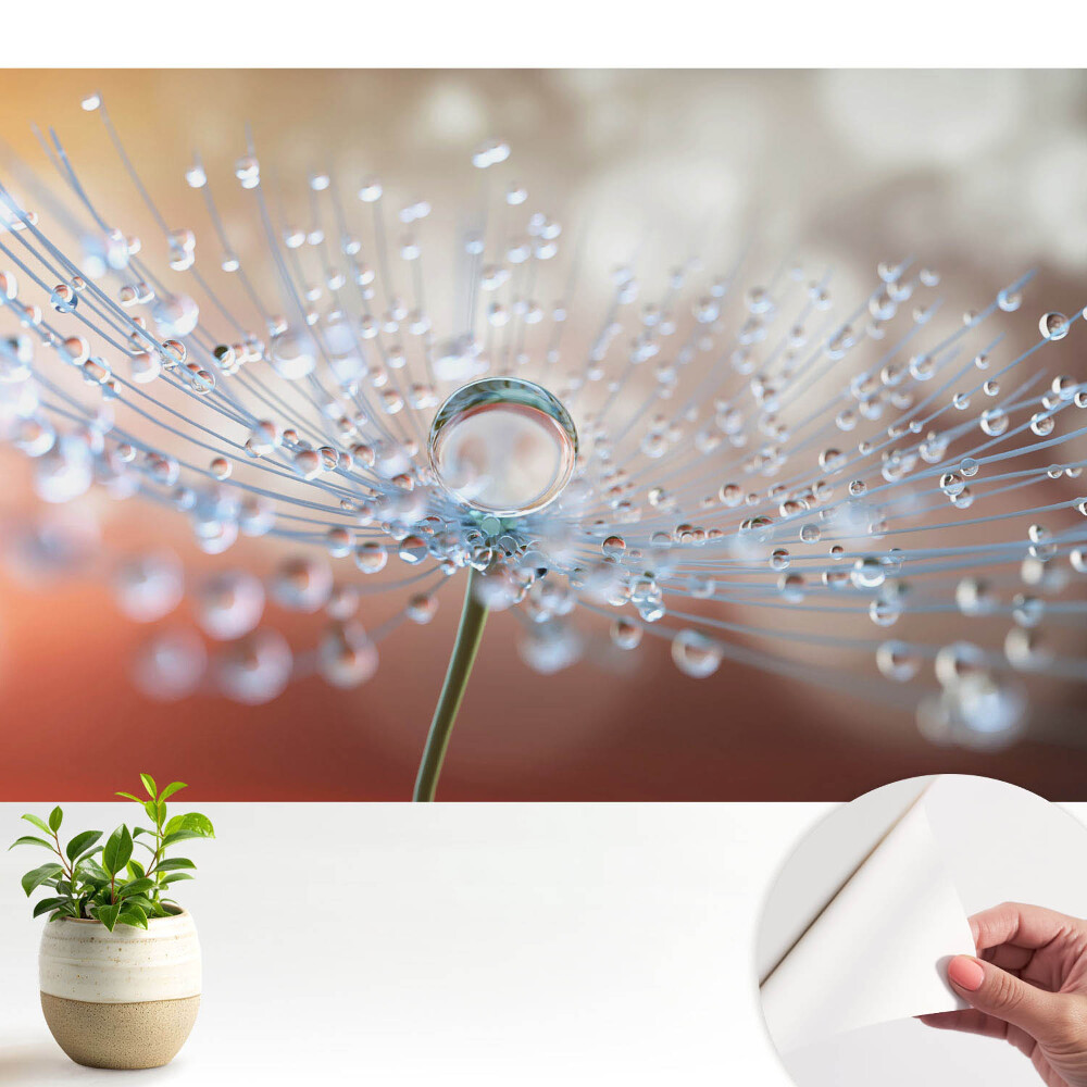 O picătură transparentă pe firele păpădiei