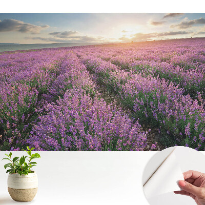 Apus de soare cu lavandă violetă