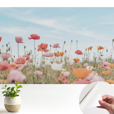 Maci colorați pe fundalul cerului albastru