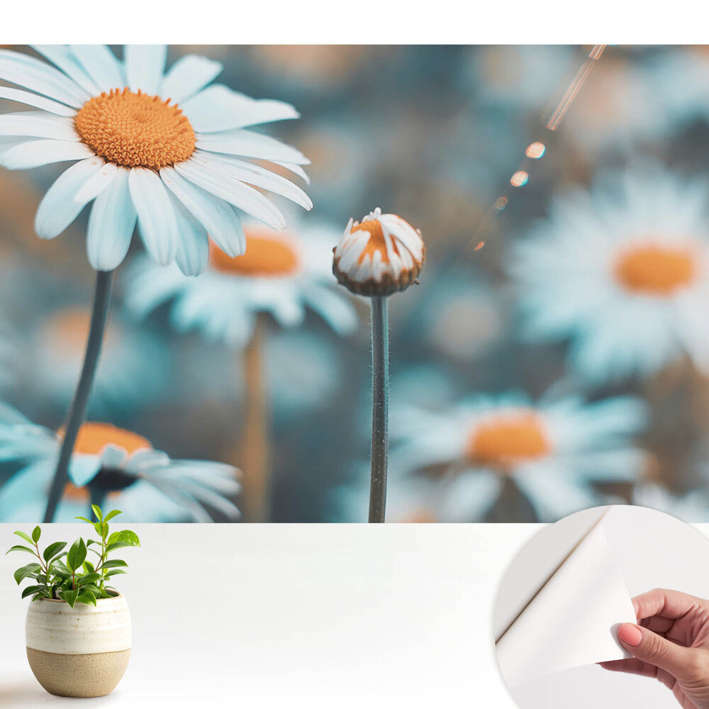 Florile subtile de mușețel evocă pace