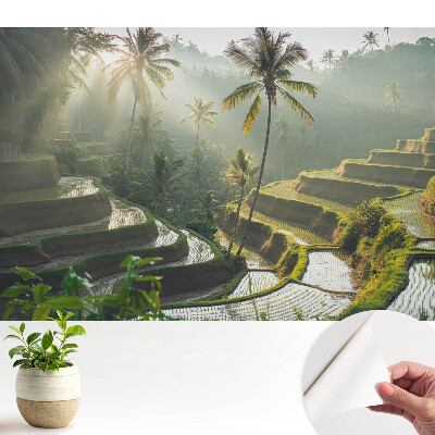 Terase de orez exotice printre palmieri