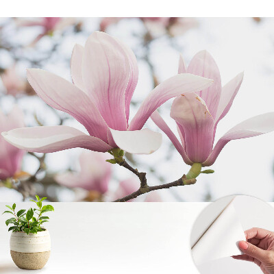 Magnolii roz, natură romantică