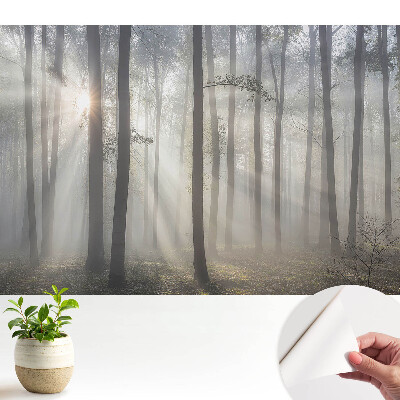 Pacea dimineții printre copaci