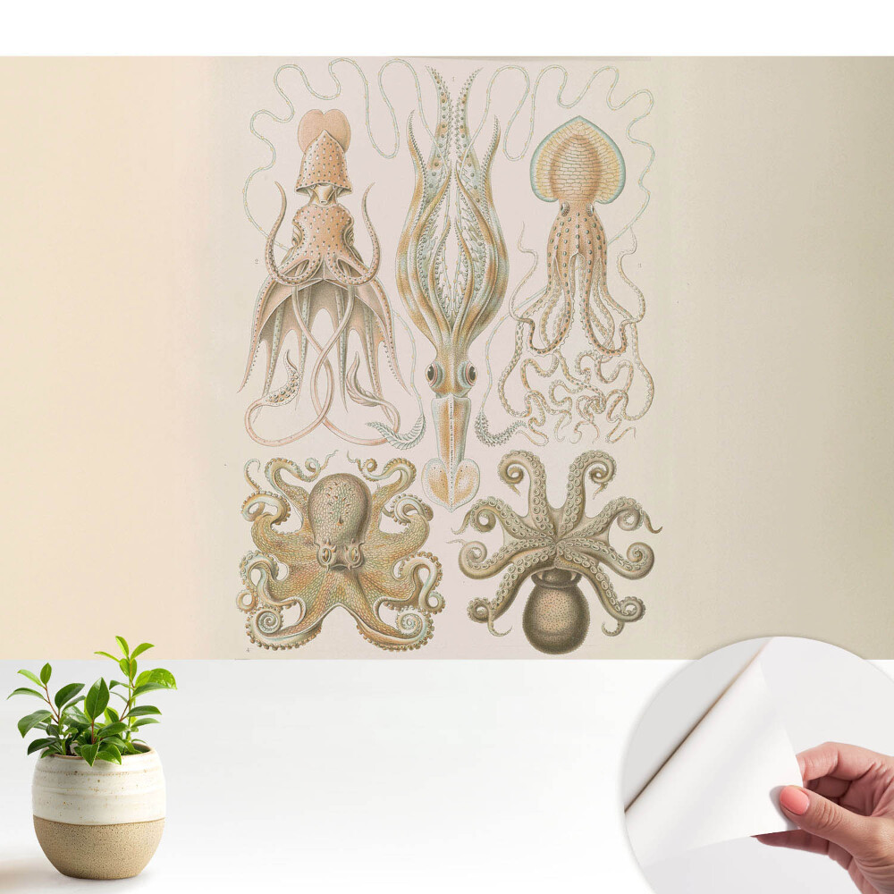 Armonia detaliilor cefalopodelor marine