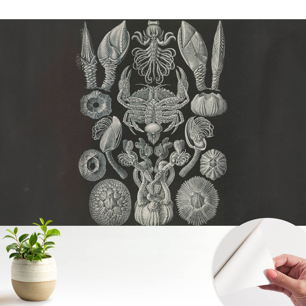 Gravură artistică a organismelor marine