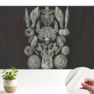 Gravură artistică a organismelor marine