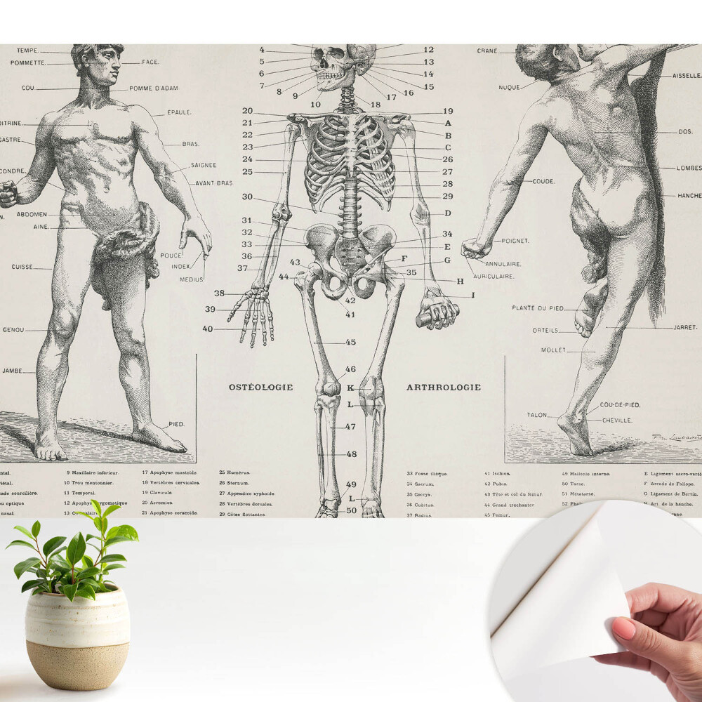 Ilustrații anatomice în stil retro