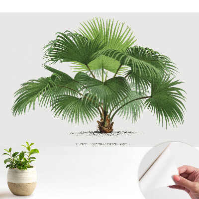 Eleganța clasică a palmierului