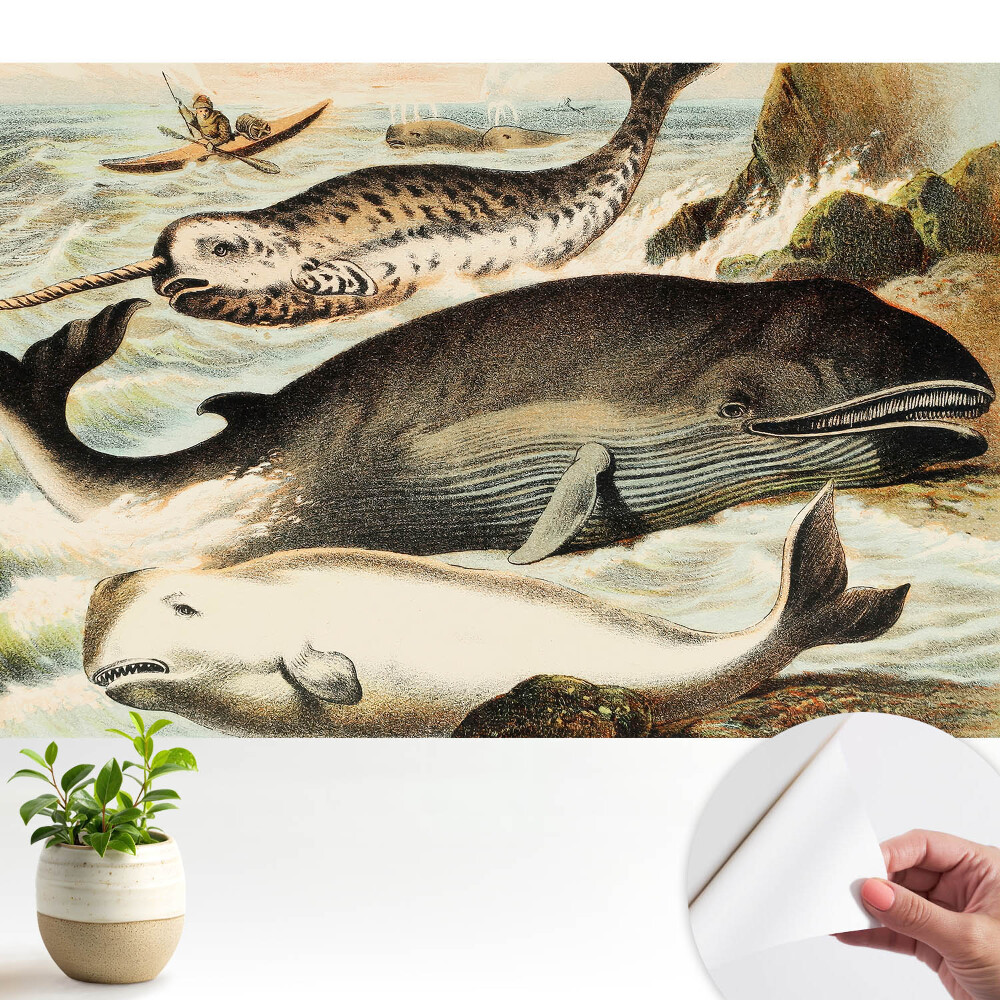 Ilustrație clasică a cetaceelor ​​cu narval