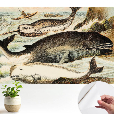 Ilustrație clasică a cetaceelor ​​cu narval