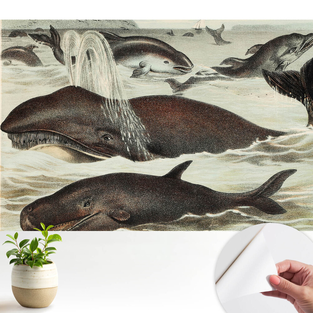 Armonia animalelor acvatice