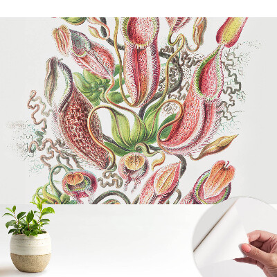 Plante insectivore exotice