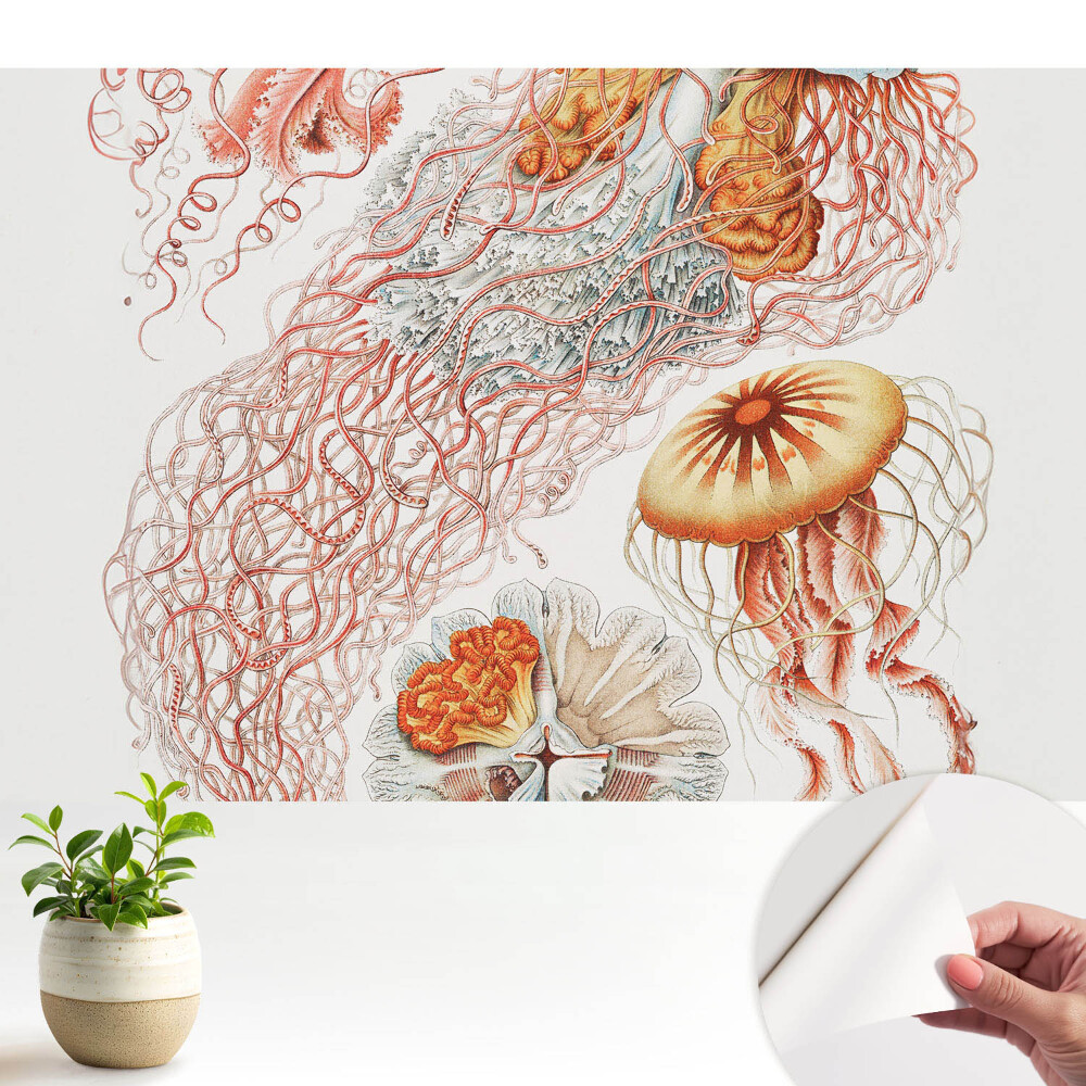 Meduze artistice cu detalii