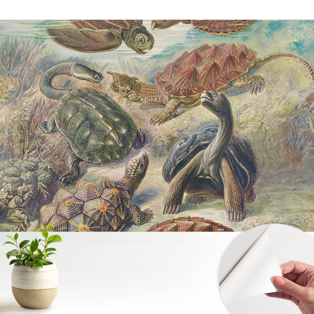 Diverse țestoase în peisaje acvatice