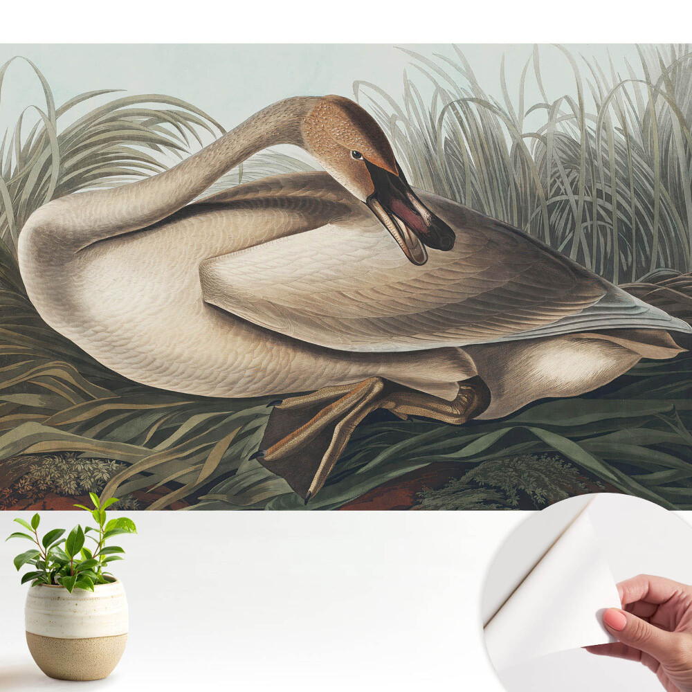 O lebădă clasică cu plante în fundal