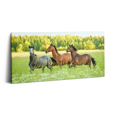 Tablou tipărite pe pânză 100x50 Cai armăsari în pajiște