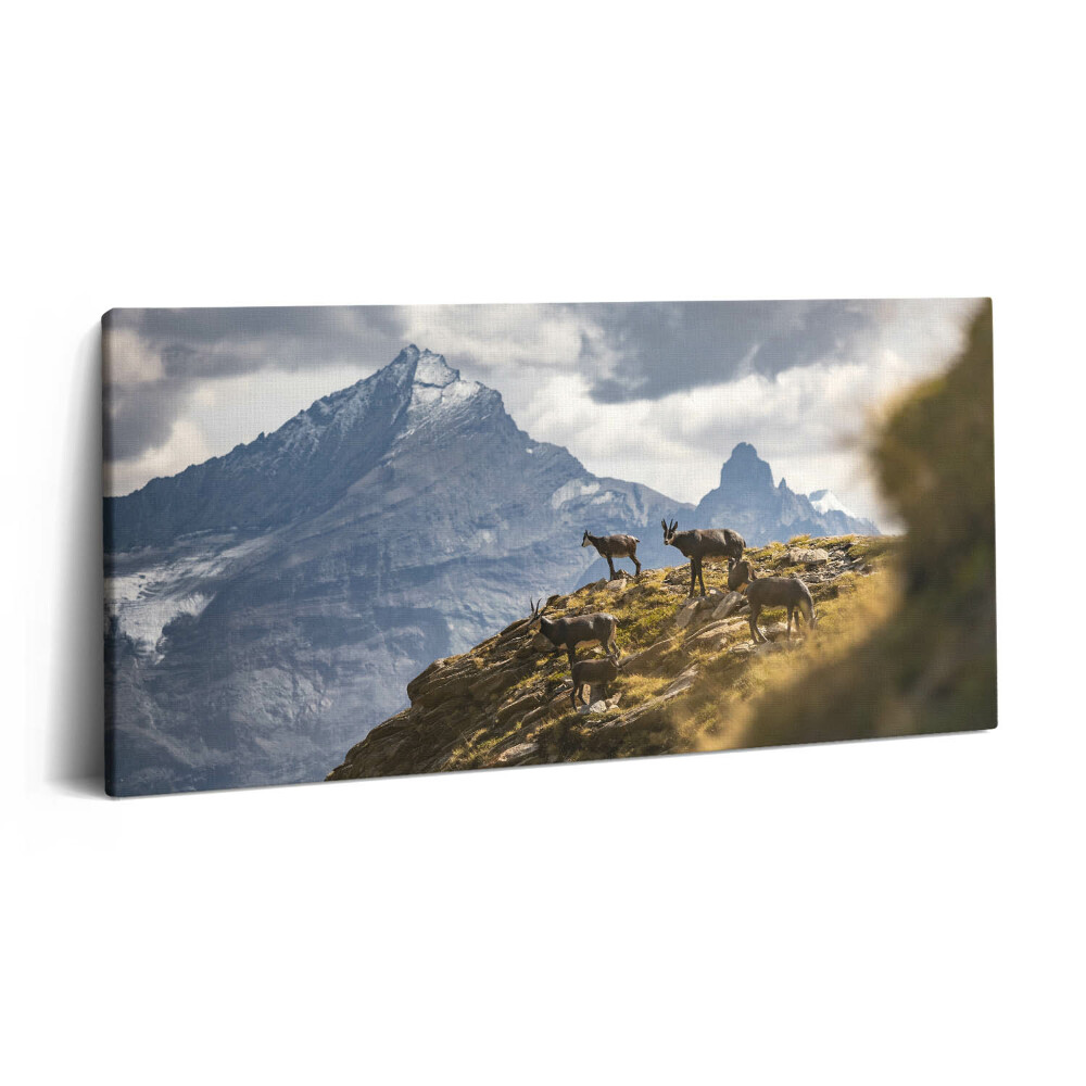 Imprimare tablou canvas 120x60 Caprele și Valea Aosta din Italia