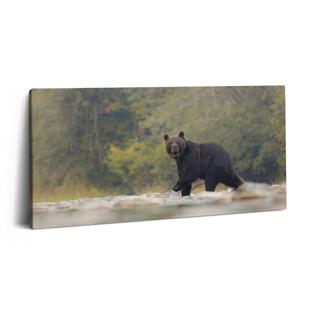 Imprimare tablou canvas 120x60 Urs în Munții Bieszczady