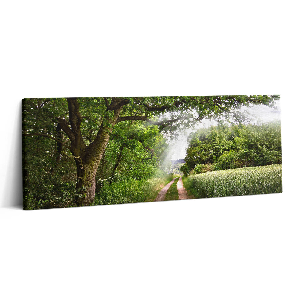 Print pe canvas 125x50 Căi printre copaci și raze de soare
