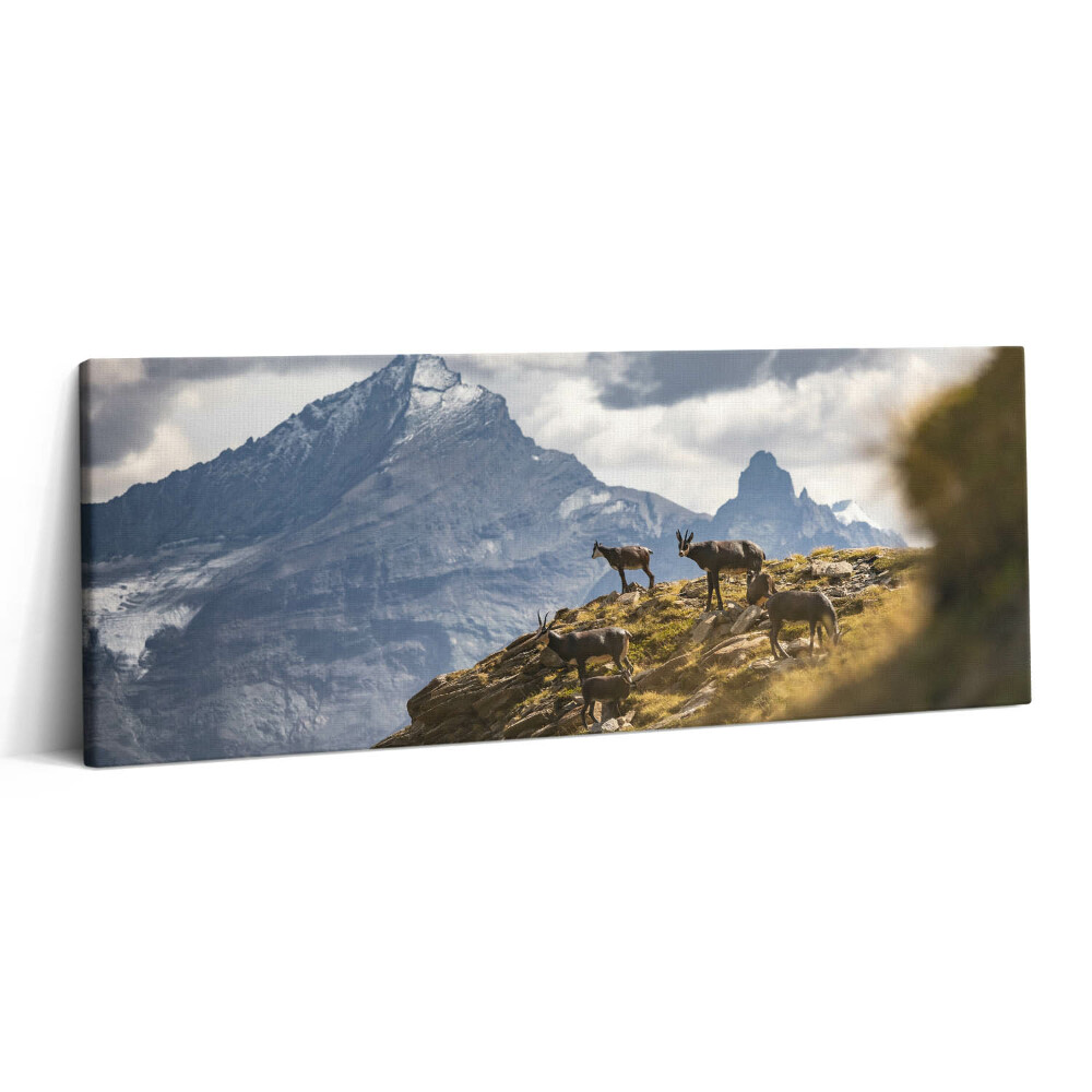 Print pe canvas 125x50 Caprele și Valea Aosta din Italia
