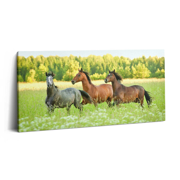Print pe pânză 140x70 Cai armăsari în pajiște