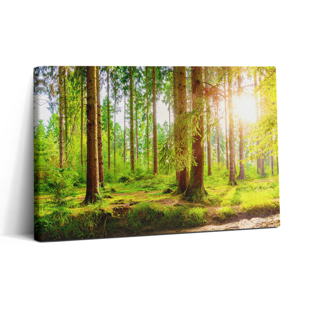 Tablou canvas 30x20 Pădurea la soare