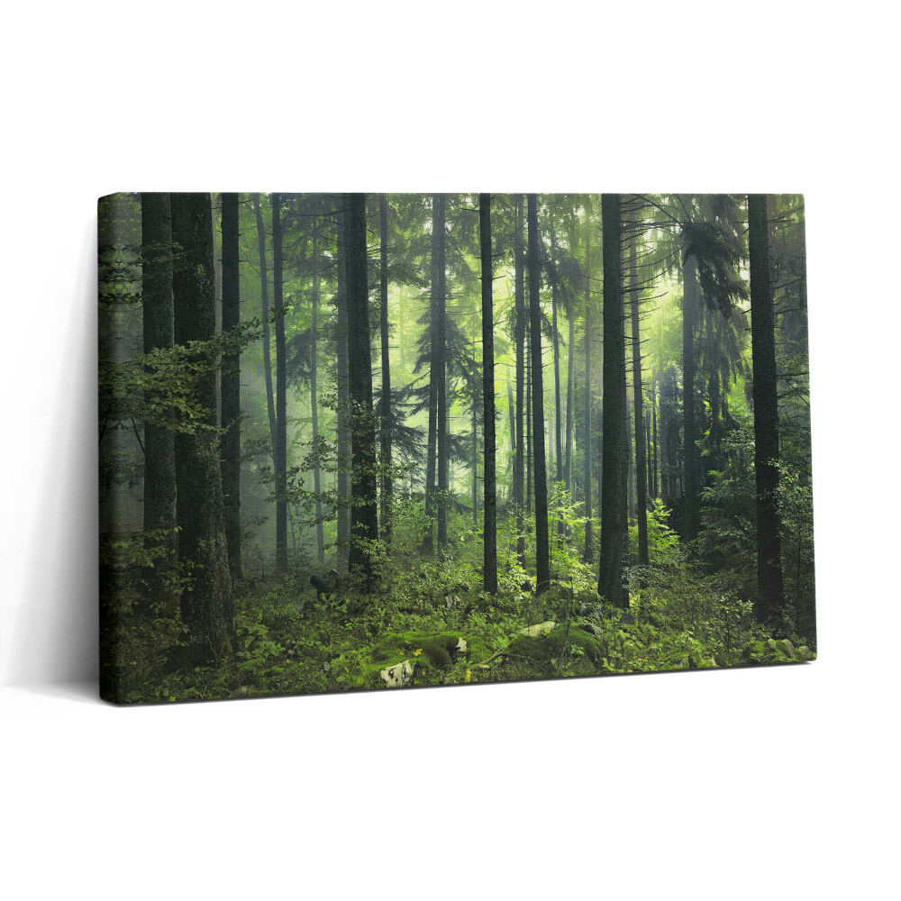 Tablou canvas 30x20 Peisaj de copaci și vegetație forestieră