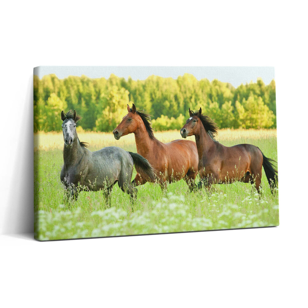 Tablou canvas 30x20 Cai armăsari în pajiște