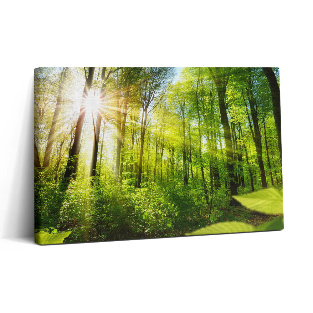 Tablou canvas 30x20 Razele soarelui în pădure