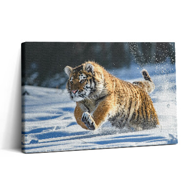 Tablou canvas 30x20 Tigru pufos în zăpadă