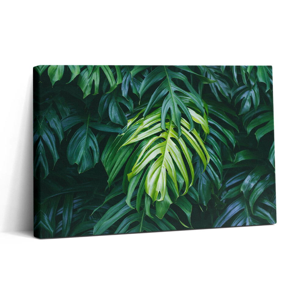 Tablou canvas 30x20 Natură tropicală - frunze de monstera