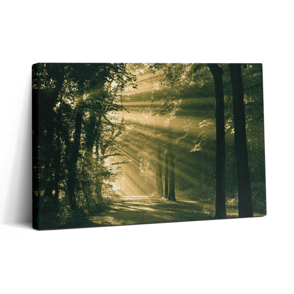 Tablou canvas 30x20 Razele soarelui în pădure