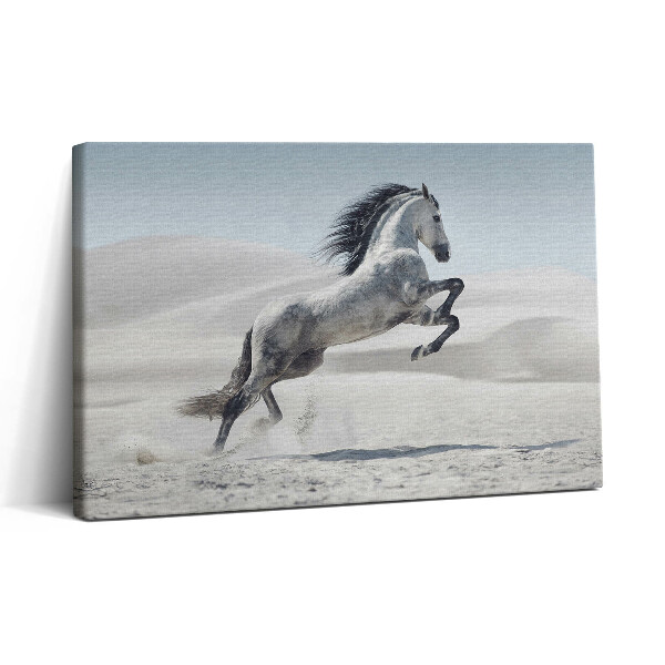 Tablou canvas 30x20 Cal alb galopant