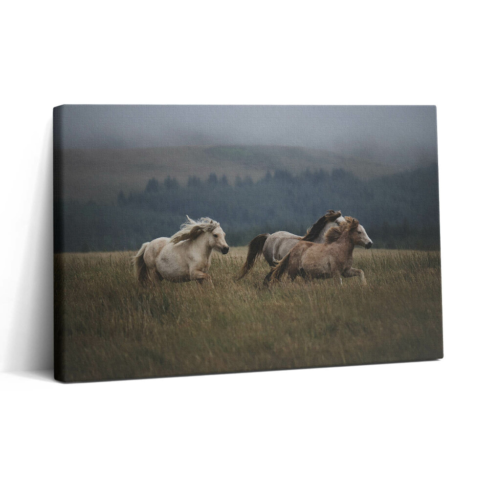 Tablou canvas 30x20 Caii galopând în sus