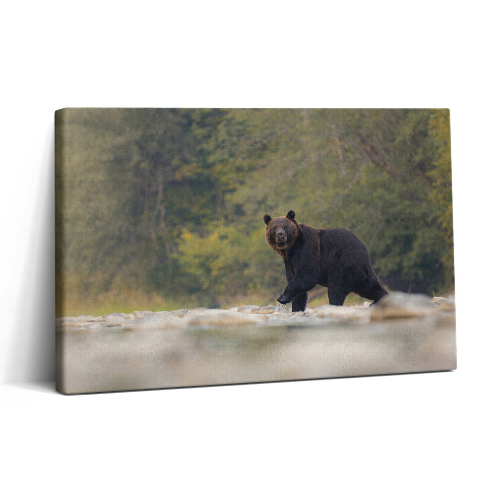 Tablou canvas 30x20 Urs în Munții Bieszczady