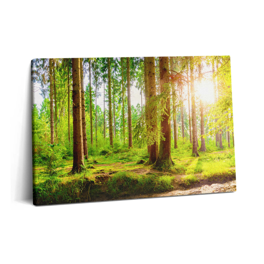 Tablou pe pânză 60x40 Pădurea la soare