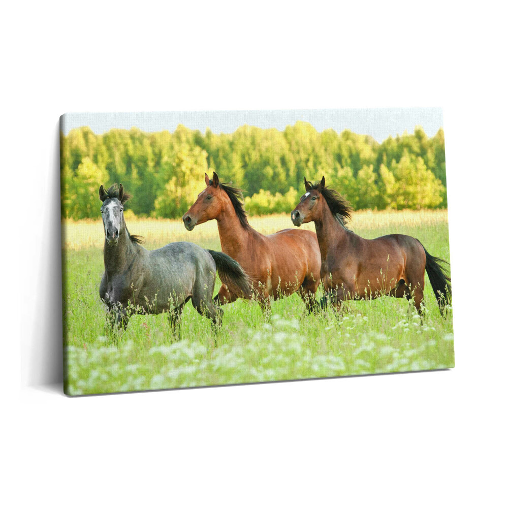 Tablou pe pânză 60x40 Cai armăsari în pajiște