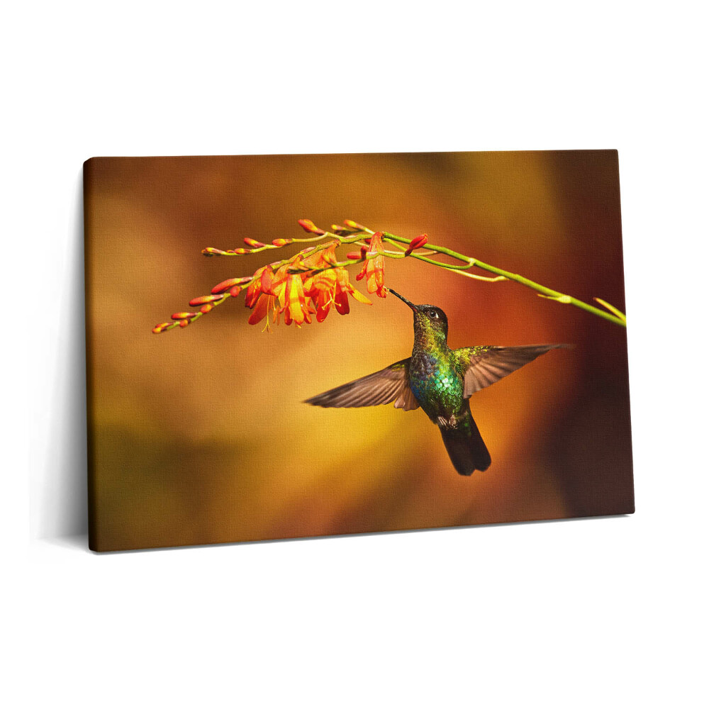 Tablou pe pânză 60x40 Colibri