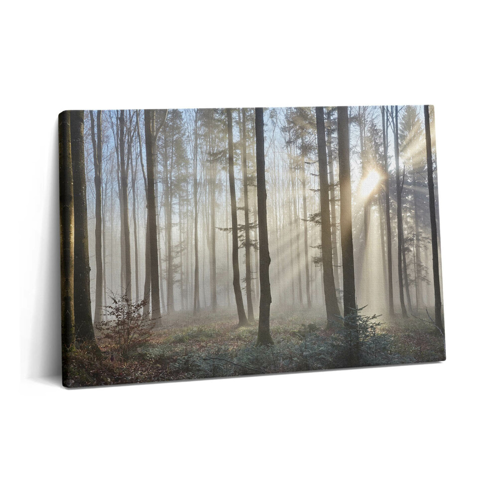 Tablou pe pânză 60x40 Pădurea în ceață