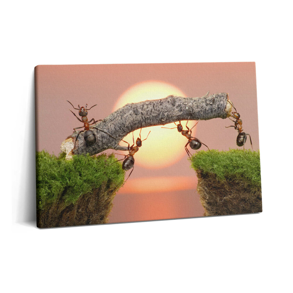 Tablou pe pânză 60x40 Furnici pe un trunchi de copac