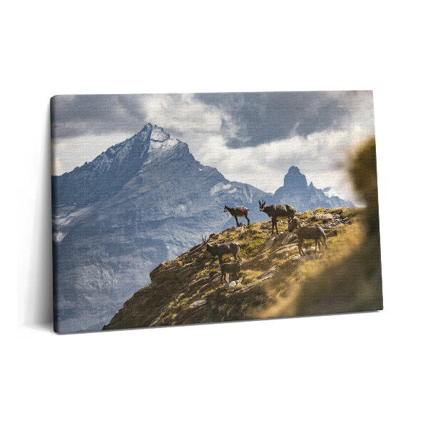 Tablou pe pânză 60x40 Caprele și Valea Aosta din Italia